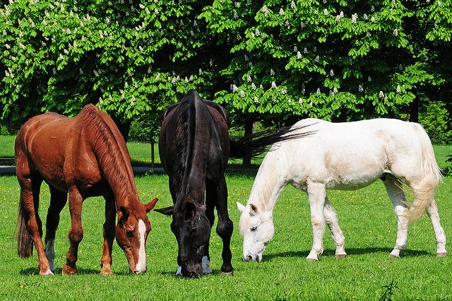 FEEDING ENGLAND’S ROYAL HORSES IN THE FOURTEENTH CENTURY | Warhorse