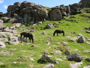 Dartmoor Ponies on the Moor