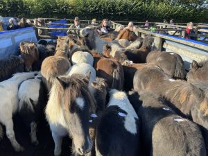 Colourful Ponies at the Chagford Auction