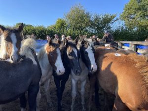 Colourful Ponies at the Chagford Auction