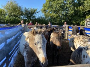 Colourful Ponies at the Chagford Auction