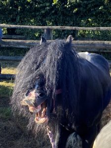 Black Dartmoor Hill Pony Stallion with Moustache!