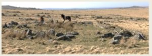 Dartmoor Pony at Bronze Age Archaeological Site