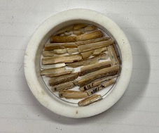 Sampled strips of horse teeth in plastic ring.