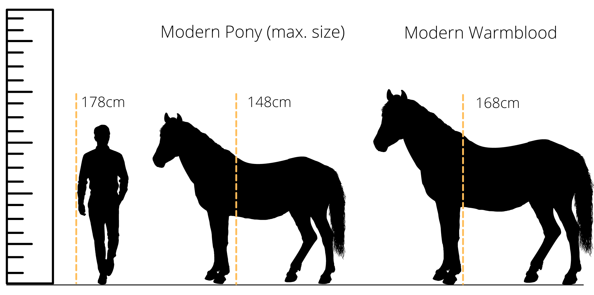 The Size Of A War Horse Warhorse