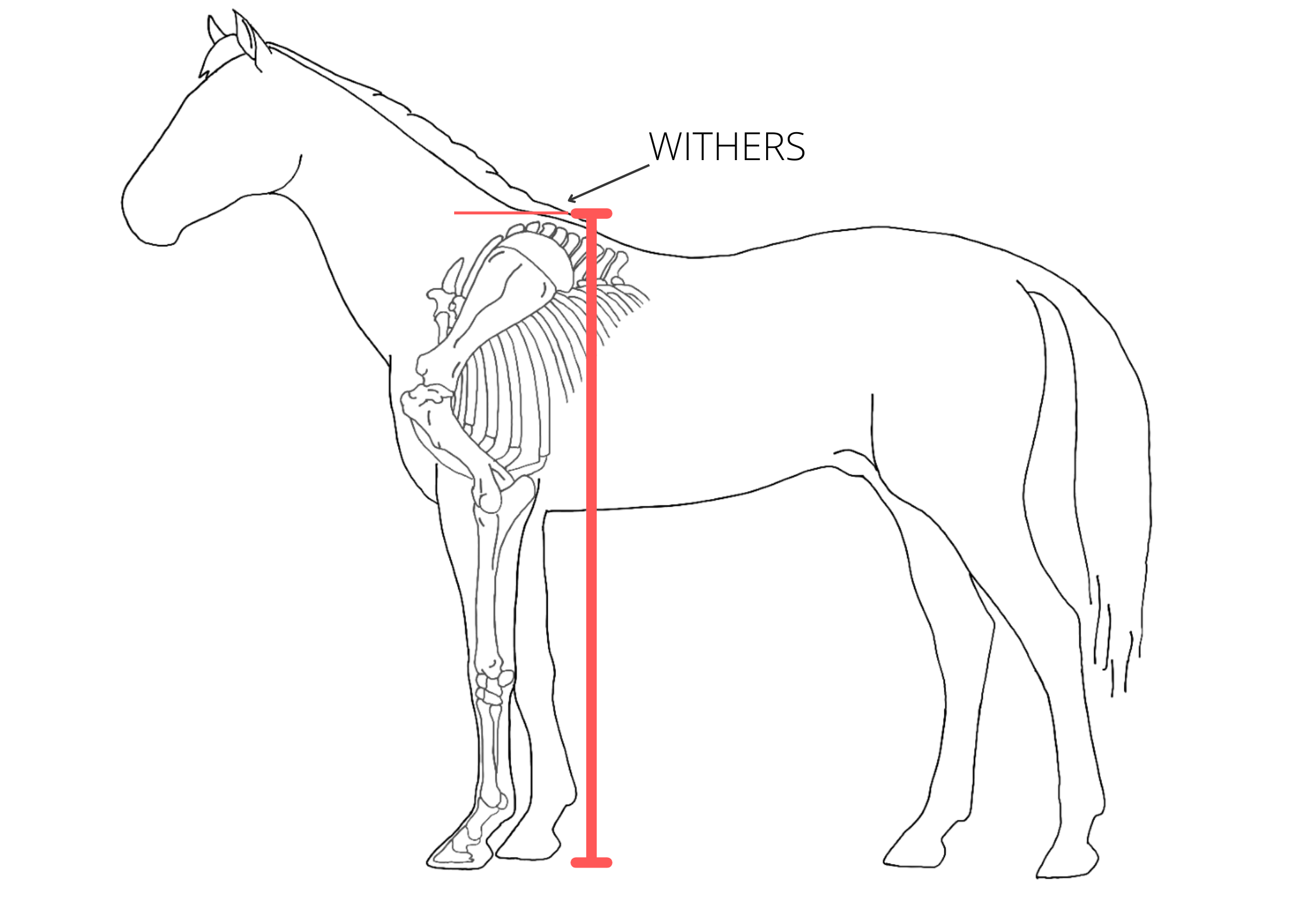 Outline of a horse showing how the withers heights are measured at the top of the shoulder.